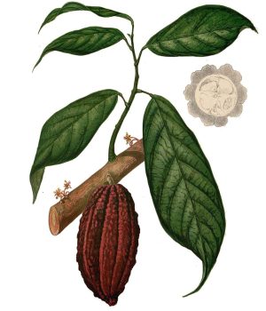 cacao